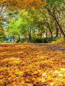 Colors of the fall foliage Stock Photos