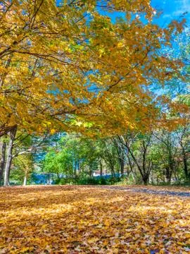 Colors of the fall foliage Stock Photos