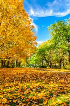 Colors of the fall foliage Stock Photos