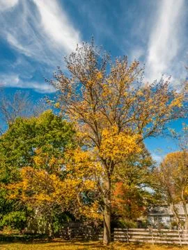 Colors of the fall foliage Stock Photos