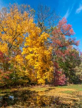 Colors of the fall foliage Stock Photos
