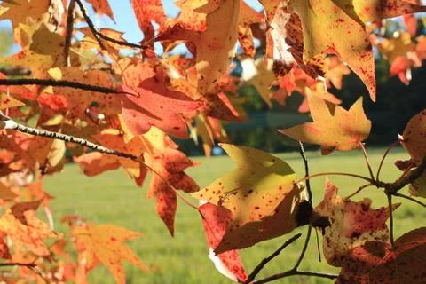 Colors of Fall Stock-Fotos