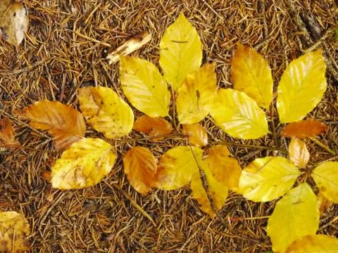 Colors Of Fall Foto stock