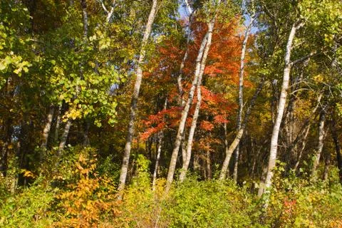 Colors of the fall. Stock Photos