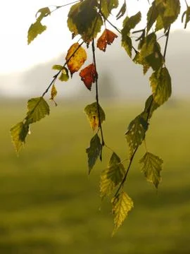 Colors Of Fall Stock Photos