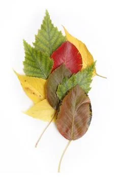 Colors of Fall Stockfoto's