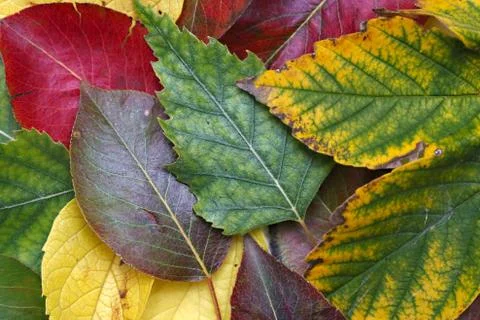 Colors of Fall Stock Photos