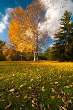 Colors of the fall Stock Photos