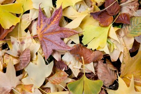 Colors of fall Stock Photos