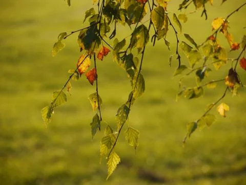 Colors Of Fall Stock Photos