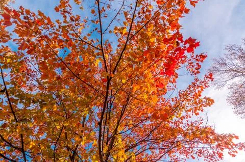 Colors of the fall Stock Photos