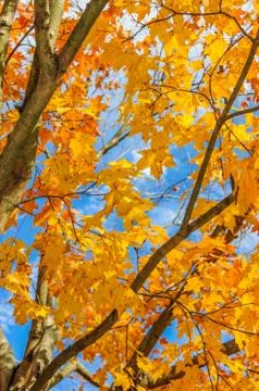 Colors of the fall Stock Photos