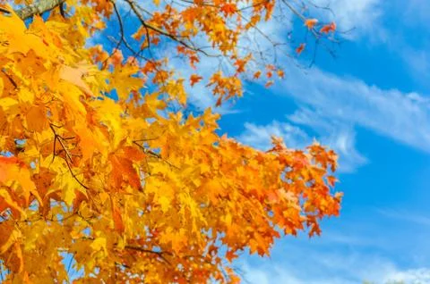 Colors of the fall Stock Photos