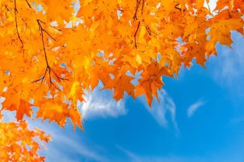 Colors of the fall Stock Photos