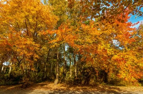Colors of the fall Stock Photos