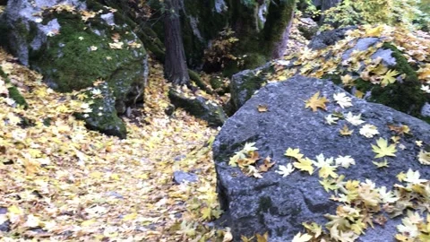 Colors Fall Yellow Leaves Tree at Mirror Lake Loop Trail Yosemite California Video stock 297336185