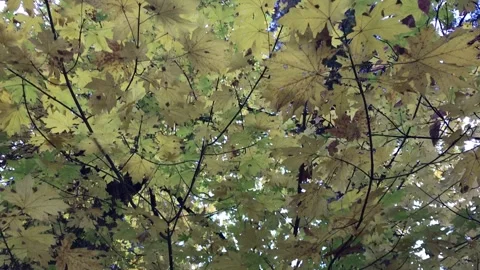 Colors Fall Yellow Leaves Tree Along Mirror Lake Loop Trail Yosemite California Stock Footage 297336322