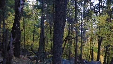 Colors Fall Yellow Leaves Tree Mirror Lake Loop Trail Yosemite California Stock Footage 297337859