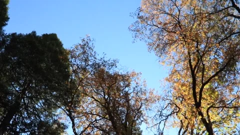 Colors Fall Yellow Leaves Tree in Yosemite California Stock Footage 297338860