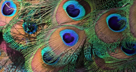 Colors. Stock Footage 276658600