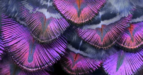 Colors. Stock Footage 277183835