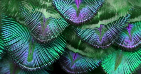 Colors. Stock Footage 277183851
