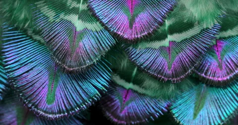 Colors. Stock Footage 277200266