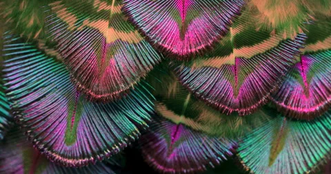 Colors. Stock Footage 277200485