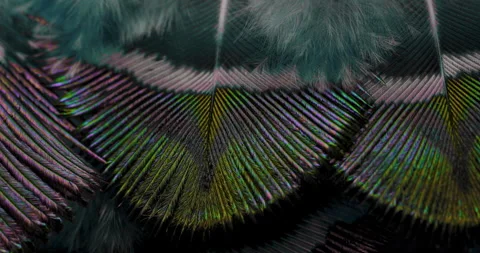 Colors. Stock Footage 277321482