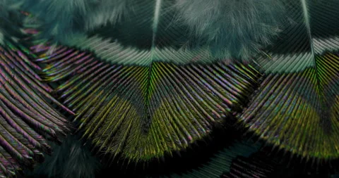 Colors. Stock Footage 277321484