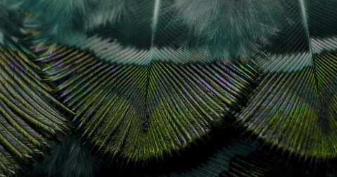 Colors. Stock Footage 277321489