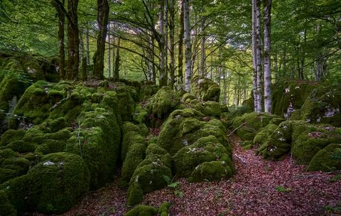 Colors inside the forest 写真素材