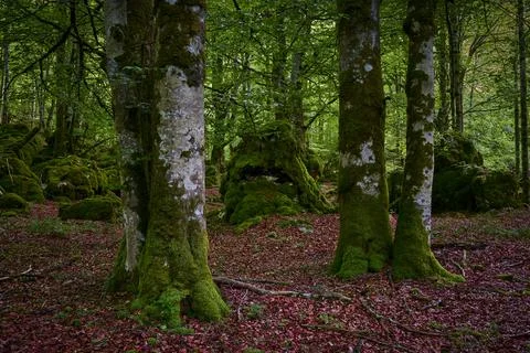 Colors inside the forest Stock Photos