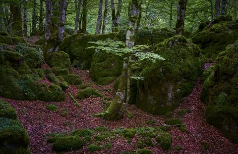Colors inside the forest 写真素材