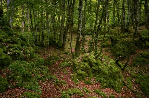Colors inside the forest 写真素材