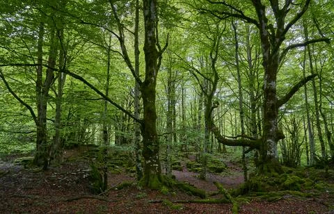 Colors inside the forest Photos