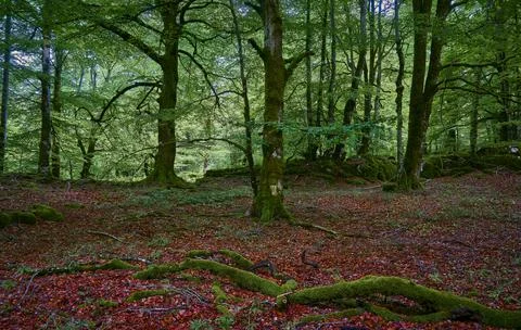 Colors inside the forest Photos