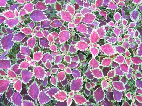 Colors of the leaves Stock Photos