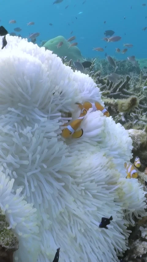 Colors of Life Dance Between Clownfish and Anemone in Vibrant Coral Garden Stock Footage 337480344
