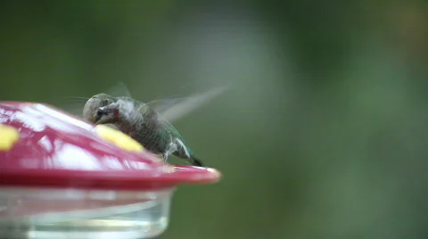 Colors of a ruby-throated hummingbird Stock Footage 760352