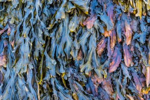 Colors of Seaweed Stock Photos