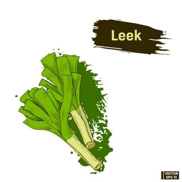 Colors sketch of leeks, vegetable. Ilustración de archivo