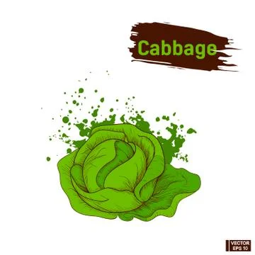 Colors sketch of vegetable cabbage. イラスト素材