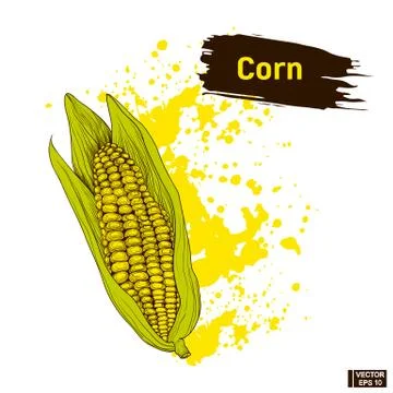 Colors sketch of vegetable corn. Stock Illustration
