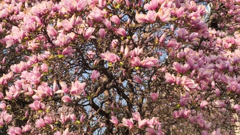 The colors of spring Stock Footage 172191086