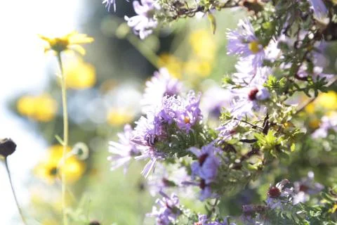 Colors of Spring Foto stock