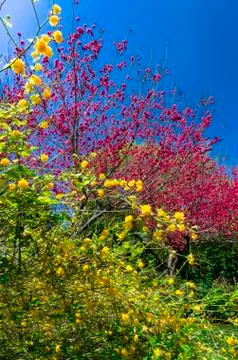 Colors of Spring Stock Photos