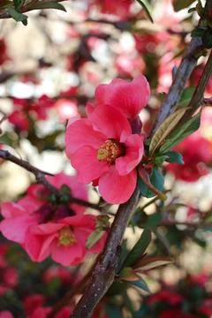 Colors of spring Stockfoto's