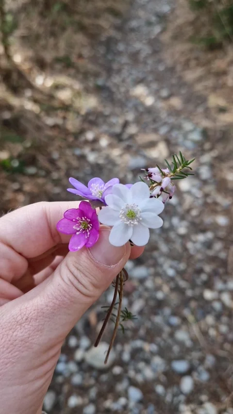 Colors of Spring: Tiny Wildflowers in Hand Video stock 312216154