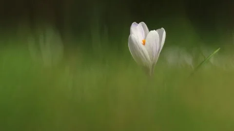 The Colors of Spring – A Visual Symphony of Nature 🌸🌿🎥 Video stock 304613411